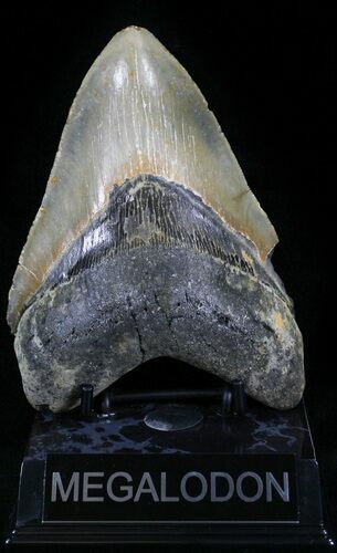 Bargain Megalodon Tooth - North Carolina #29236
